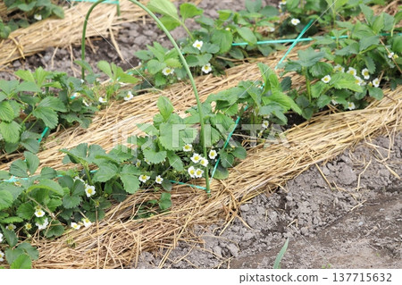 Strawberry flowers 137715632