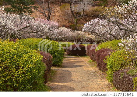 A picturesque scene of plum blossoms in full bloom at Yakushiike Park, a Japanese garden in Machida City, Tokyo. A picturesque scene of plum blossoms in full bloom at Yakushiike Park, a Japanese garden in Machida City, Tokyo. 137715641