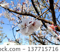 在藍天的李子開花 137715716