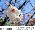 在藍天的李子開花 137715717