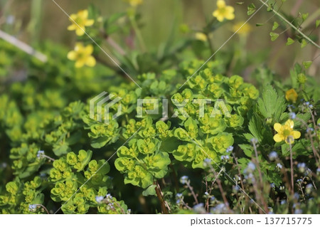 春季野花:大戟屬植物 春季野花:大戟屬植物 137715775