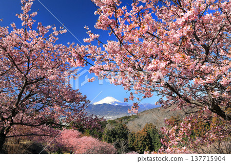 俯瞰富士山的河津櫻花盛開於大夢之鄉 137715904