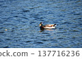 A mallard duck swimming across rippling water in a calm natural environment. The scene shows wildlife interacting with water and gentle surface reflections. 137716236