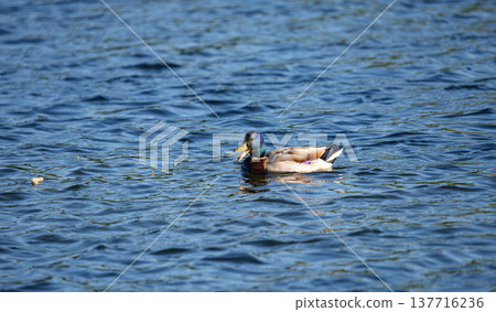 A mallard duck swimming across rippling water in a calm natural environment. The scene shows wildlife interacting with water and gentle surface reflections. 137716236