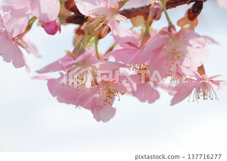 櫻花盛開預示著春天的到來 137716277