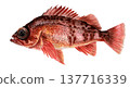 Hand-painted watercolor of a rockfish 137716339