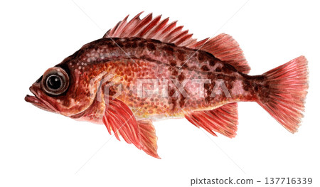 Hand-painted watercolor of a rockfish 137716339