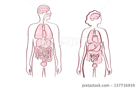Internal Organs Sketch 137716939