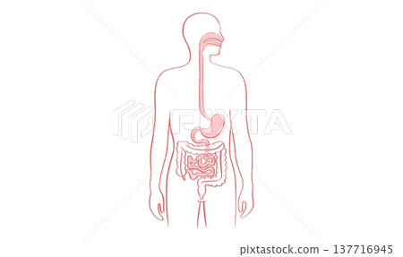 Digestive system diagram 137716945
