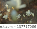 Magnolia blossoms bloom subtly. 137717066
