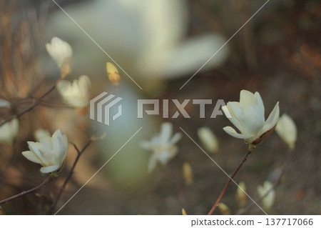 Magnolia blossoms bloom subtly. 137717066