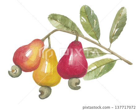 Watercolor painting of cashew apple nuts Watercolor painting of cashew apple nuts 137717072