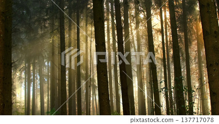Sunlight filters through tall trees in a forest during early morning hours 137717078