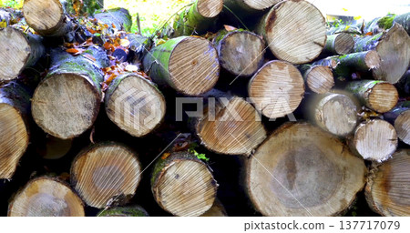 Wood logs stacked in a natural setting during the daytime with some leaves visible 137717079