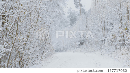 Snow covers a pathway in a forest during winter, creating a quiet scene in a secluded area 137717080