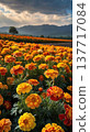 The marigold fields of that town 137717084