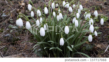 Snowdrop flowers bloom in a garden during early spring with green leaves and earthy background 137717088