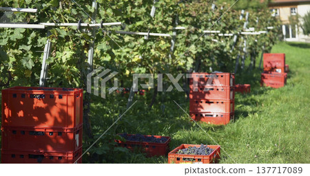 Grapes are being harvested in a vineyard during autumn near a small farm in the countryside Grapes are being harvested in a vineyard during autumn near a small farm in the countryside 137717089