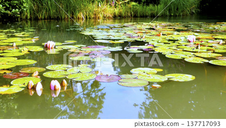 Lily pads float on still water during a sunny day in a natural pond surrounded by green plants Lily pads float on still water during a sunny day in a natural pond surrounded by green plants 137717093