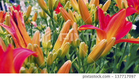 Bright flowers in a garden bloom during the summer season showcasing colorful petals and green foliage 137717097