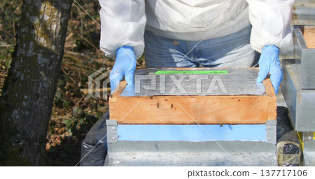 Beekeeper checks hive for health status while wearing protective gear in a sunny location near trees 137717106