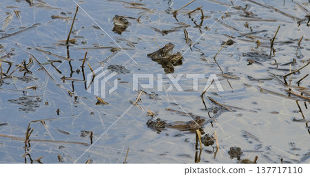 Frogs and eggs in a wetland area during springtime at dawn with still water and plants Frogs and eggs in a wetland area during springtime at dawn with still water and plants 137717110