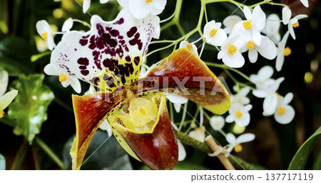 Bright orchids and small white flowers bloom in a garden during springtime Bright orchids and small white flowers bloom in a garden during springtime 137717119