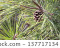 landscape with pine cones 137717134