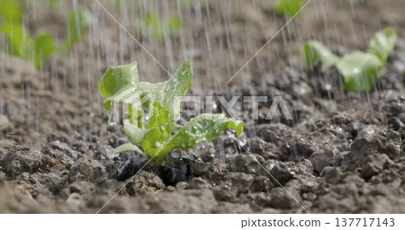 Lettuce plant gets water from a sprinkler in a garden on a sunny day 137717143