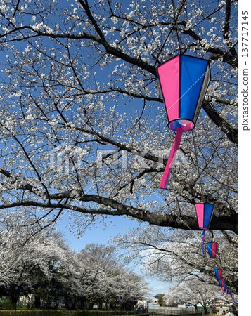 Spring blue sky and cherry blossoms in full bloom, festival lanterns and copy space. Spring blue sky and cherry blossoms in full bloom, festival lanterns and copy space. 137717145