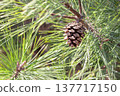 Pine tree with pine cones 137717150