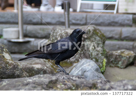 One crow One crow 137717322