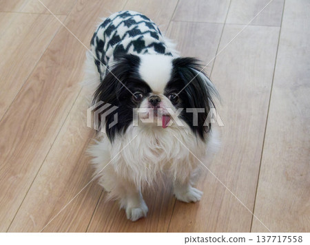A heartwarming portrait of a cute Japanese Chin dog sticking out its tongue. A heartwarming portrait of a cute Japanese Chin dog sticking out its tongue. 137717558