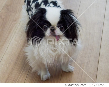 A heartwarming portrait of a cute Japanese Chin dog sticking out its tongue. A heartwarming portrait of a cute Japanese Chin dog sticking out its tongue. 137717559