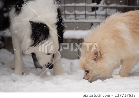 一隻對雪非常感興趣的狗 一隻對雪非常感興趣的狗 137717632