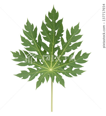 Papaya green leaf isolated on white background. 137717654