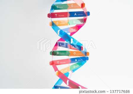 DNA molecule spiral structure model isolated on white background, chromosome and gene chemical science biology. 137717686