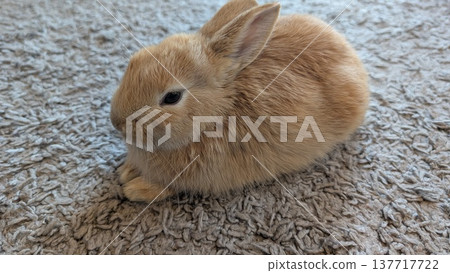 Tiny rabbit snuggled on textured rug indoors seen from below 137717722