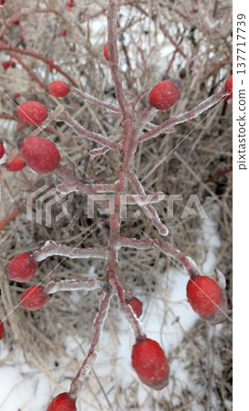 Macro photograph showing icy frost on vibrant red berries during winter 137717739