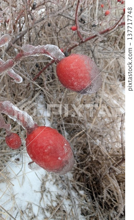 Clear ice reveals delicate dried grass with muted landscape tones 137717748
