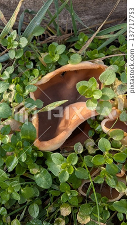 Damp earth surrounds fractured ceramic vessel in sunlight Damp earth surrounds fractured ceramic vessel in sunlight 137717753
