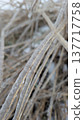 Frozen pine branches depicting seasonal storm effects and danger 137717758