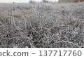 Serene winter landscape with icy vegetation and distant sky 137717760