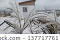 Frosted branches in rural setting featuring distant house and muted sky 137717761