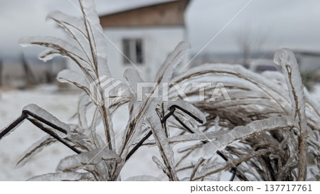 Frosted branches in rural setting featuring distant house and muted sky 137717761