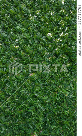 Vibrant grassy landscape featuring scattered daisies under sunlight Vibrant grassy landscape featuring scattered daisies under sunlight 137717762