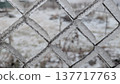 Closeup of icy geometric patterns on industrial metal fence surface 137717763