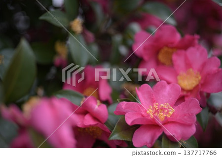 Close-up of a red camellia flower blooming in the snow Close-up of a red camellia flower blooming in the snow 137717766