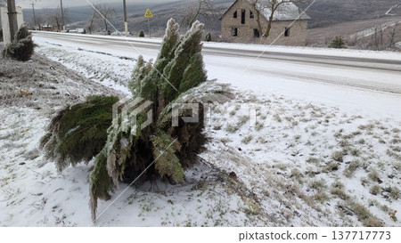 Toppled evergreen beside icy highway, restoration planning Toppled evergreen beside icy highway, restoration planning 137717773