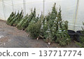 Stacked conifer trees organized for wholesale on damp floor 137717774